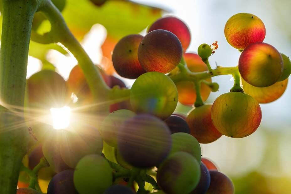Reife Trauben in der Sonne – für Menschen mit Fruktoseintoleranz kann der Genuss süßer Früchte jedoch problematisch sein. Reife Trauben in der Sonne – für Menschen mit Fruktoseintoleranz kann der Genuss süßer Früchte jedoch problematisch sein.