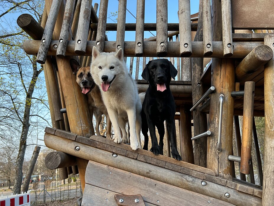 Drei Hunde stehen nebeneinander auf einem Klettergerüst und blicken in die Kamera.