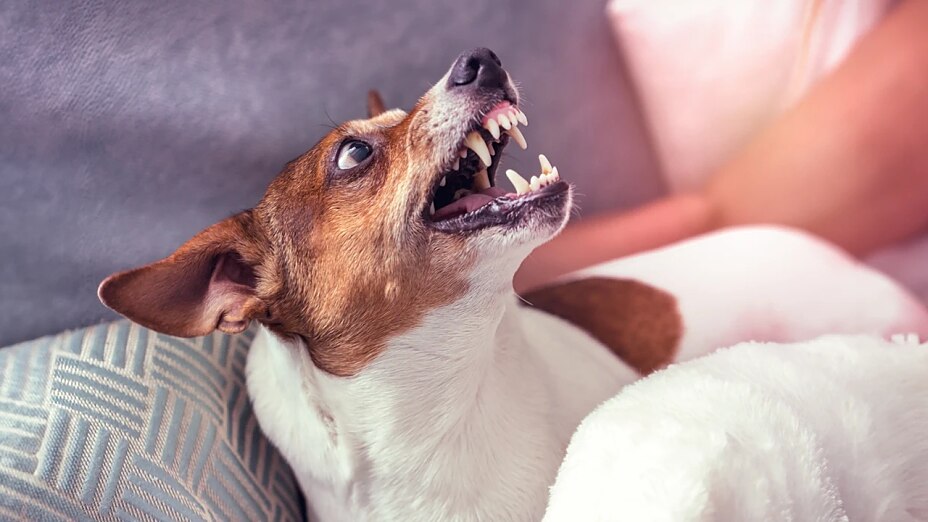 Ein Hund sitzt in einer abwehrenden Haltung auf dem Sofa: Er zeigt die Zähne und schaut nach oben.