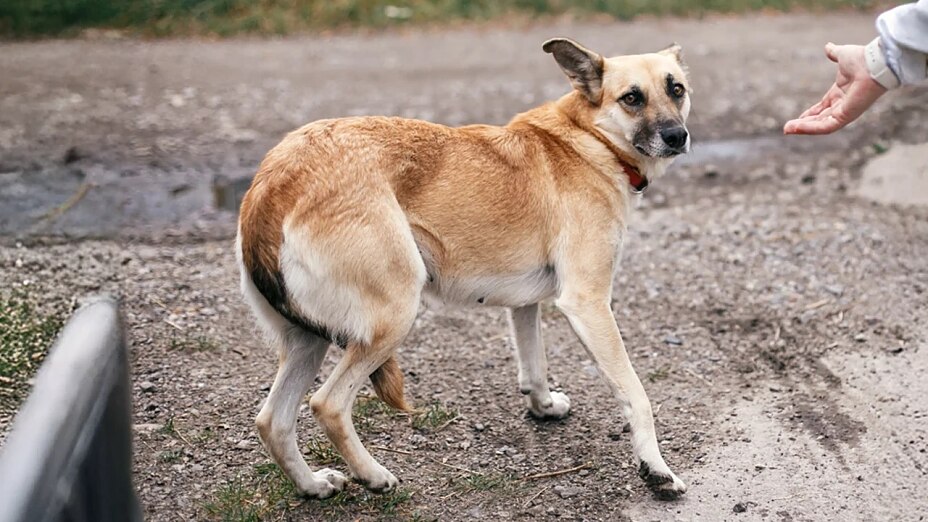 Ein ängstlicher Hund wendet sich einer ausgestreckten Hand mit eingezogener Rute und einem angelegten Ohr zögerlich zu.